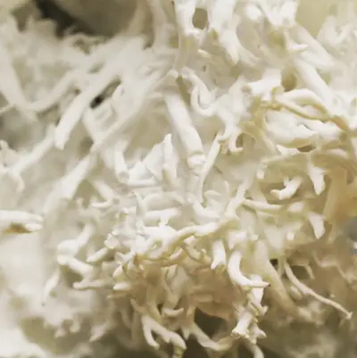QAL White Seaweed - Beyaz Deniz Yosunu