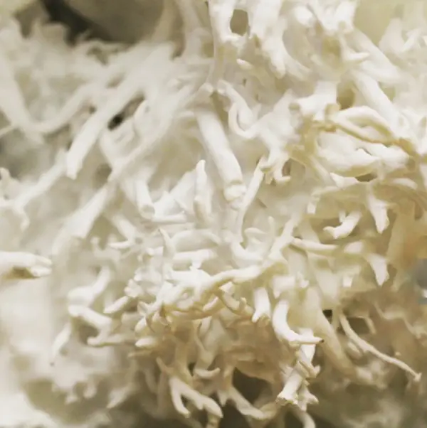 QAL White Seaweed - Beyaz Deniz Yosunu