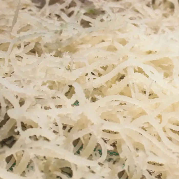 QAL White Seaweed - Beyaz Deniz Yosunu